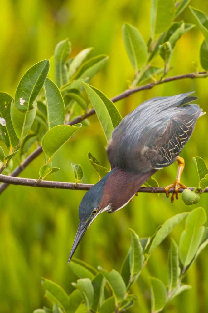 USA, Florida Green heron hunting from a branch art print by Cathy and Gordon Illg for $57.95 CAD