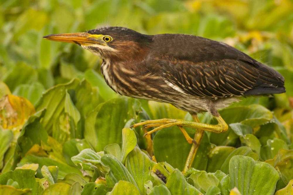 Florida, Palm Beach County Juvenile green heron art print by Cathy and Gordon Illg for $57.95 CAD