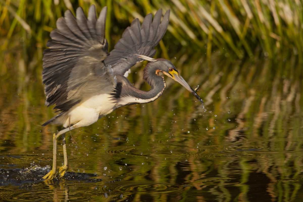 FL, Palm Beach Co, Tri-colored heron hunting art print by Cathy and Gordon Illg for $57.95 CAD