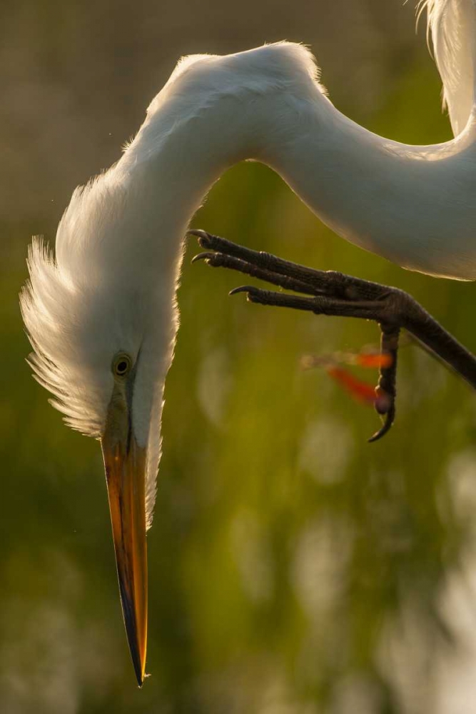 Florida Profile of great egret art print by Cathy and Gordon Illg for $57.95 CAD