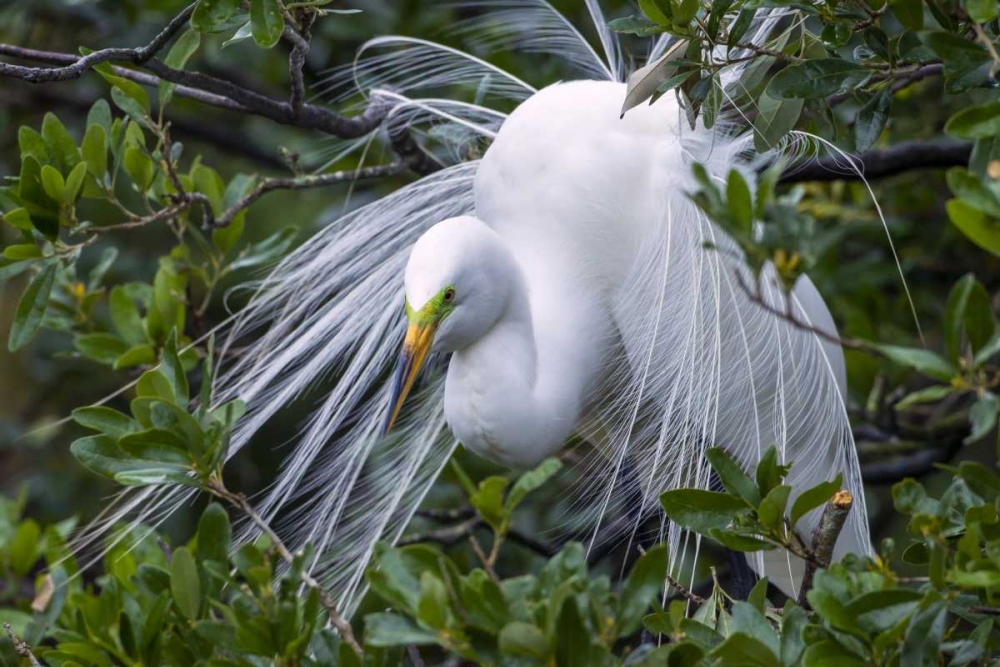 FL, Anastasia Is Great egret in breeding plumage art print by Cathy and Gordon Illg for $57.95 CAD