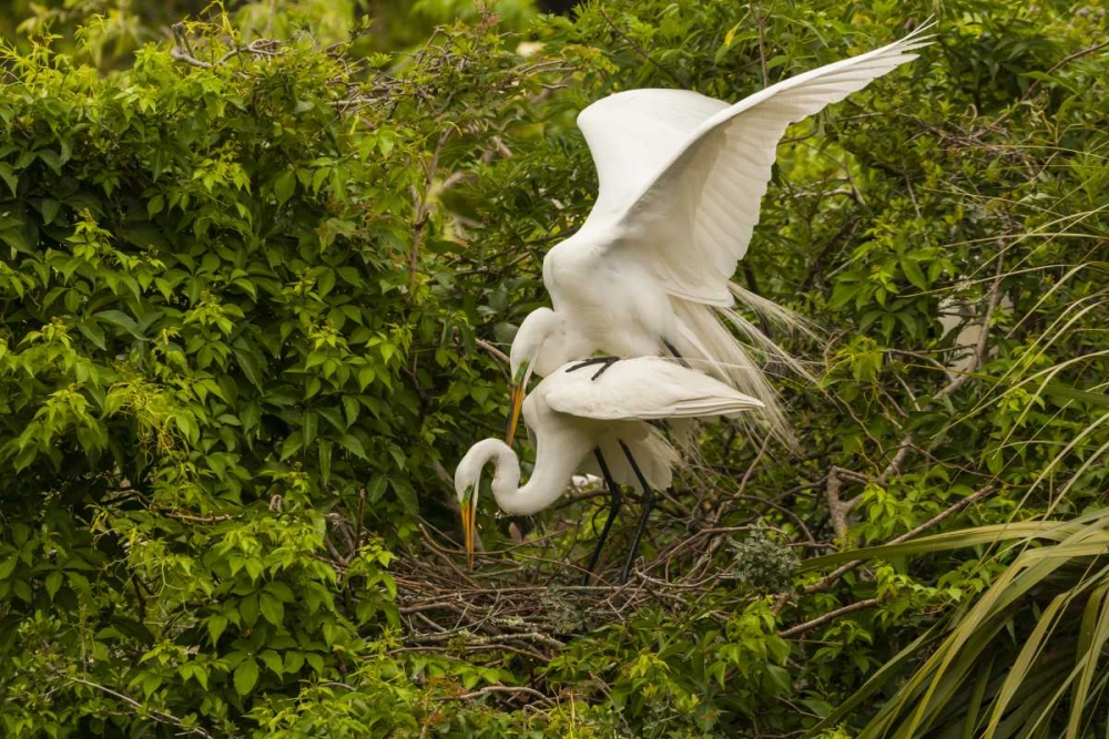 FL, Anastasia Is Great egret pair mating at nest art print by Cathy and Gordon Illg for $57.95 CAD