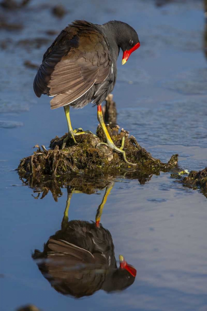 FL, Green Cay Common moorhen reflects in water art print by Cathy and Gordon Illg for $57.95 CAD