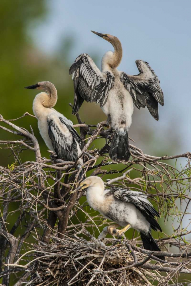 FL, Green Cay, Three anhinga chicks at nest art print by Cathy and Gordon Illg for $57.95 CAD