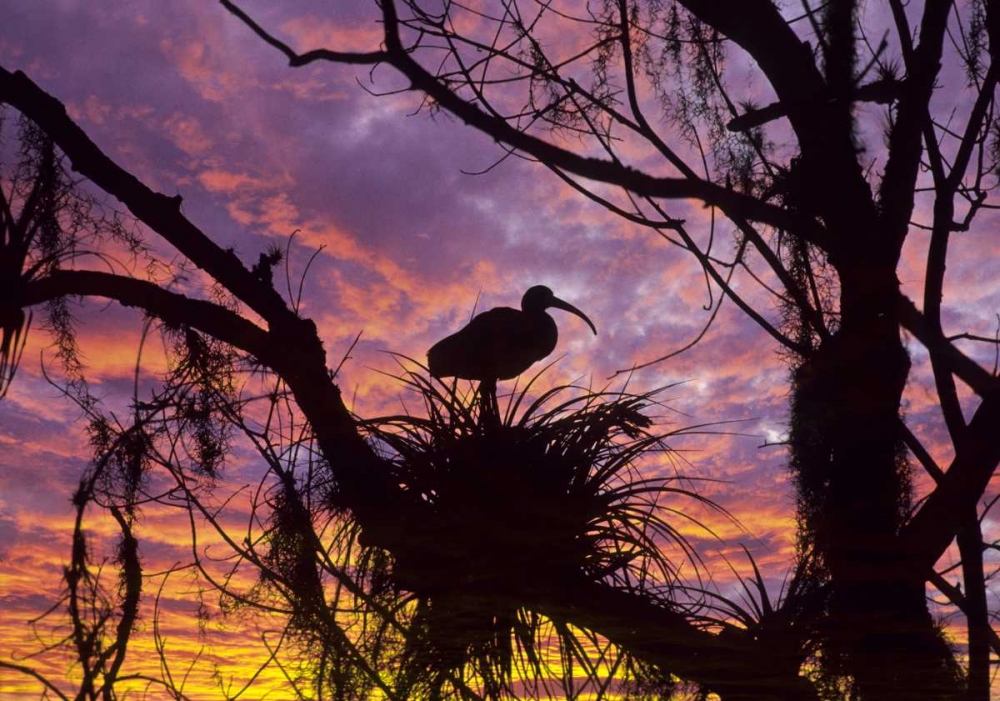 USA, Florida Ibis on nest at sunset art print by Nancy Rotenberg for $57.95 CAD
