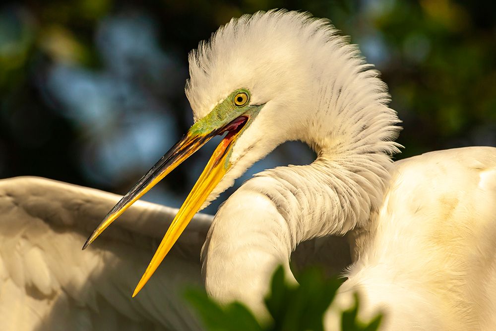 USA-Florida-Anastasia Island Close-up of great egret in breeding plumage art print by Jaynes Gallery for $57.95 CAD
