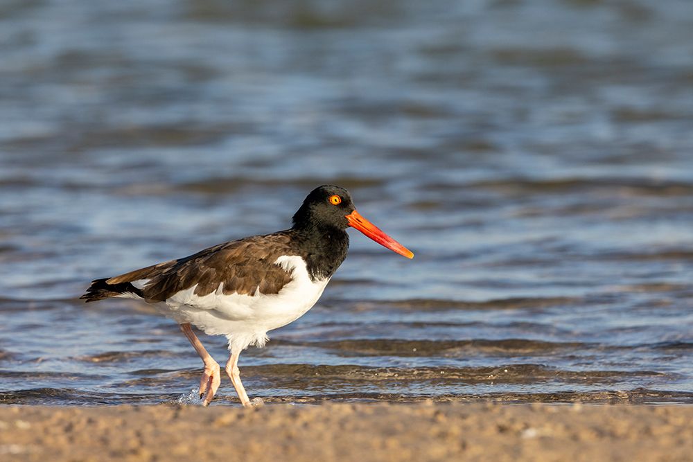 American oyster catcher in Fort DeSoto State Park-Florida-USA art print by Chuck Haney for $57.95 CAD