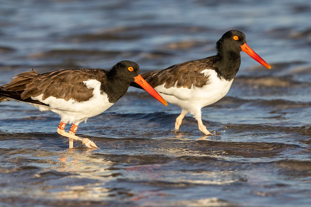 American oyster catchers in Fort DeSoto State Park-Florida-USA art print by Chuck Haney for $57.95 CAD