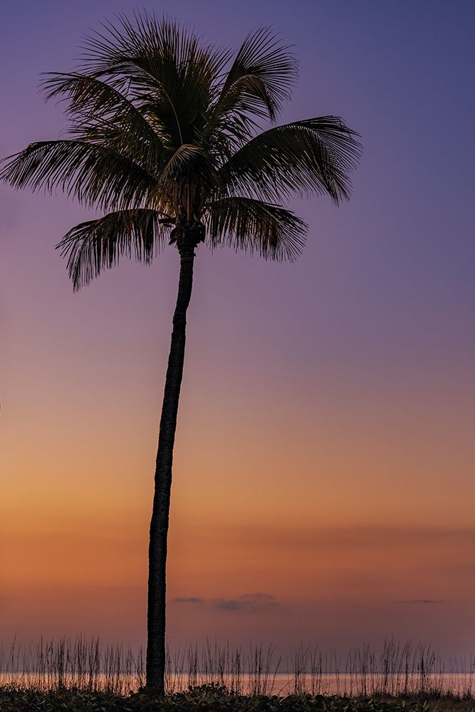 Palm tree silhouetted against the sunrise on Sanibel Island-Florida-USA art print by Chuck Haney for $57.95 CAD