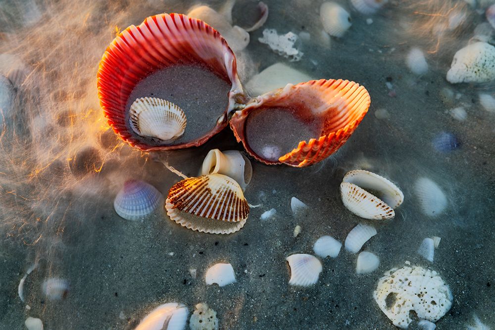 Incoming surf and seashells on Sanibel Island-Florida-USA art print by Chuck Haney for $57.95 CAD