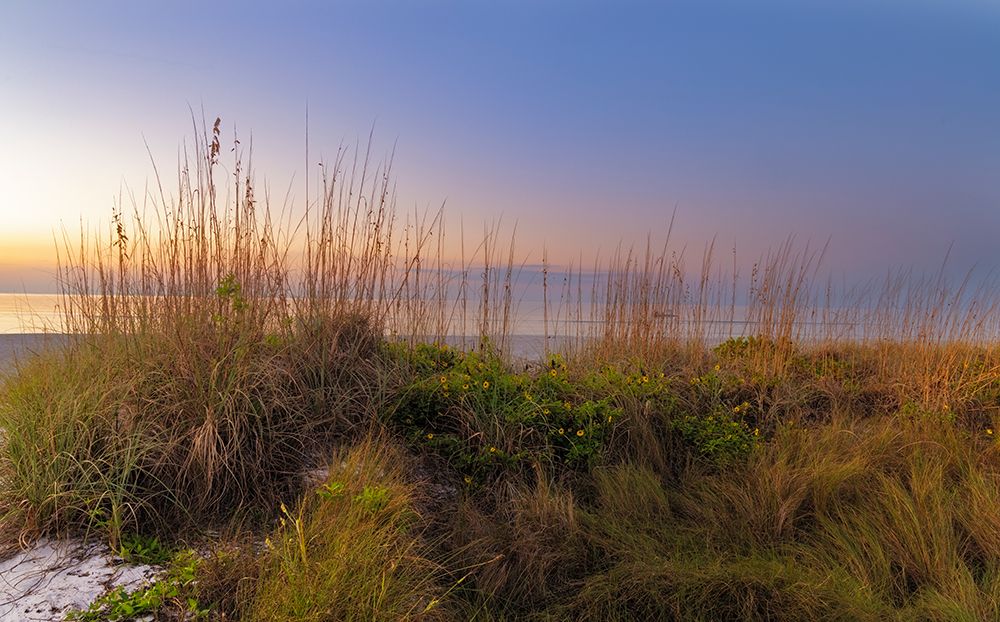 Dune sunflowers and sea oats along Sanibel Island beach in Florida-USA art print by Chuck Haney for $57.95 CAD