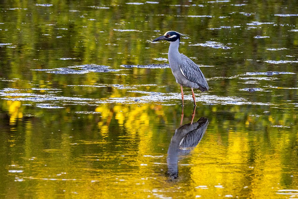 Yellow crowned night heron in Ding Darling National Wildlife Refuge on Sanibel Island-Florida-USA art print by Chuck Haney for $57.95 CAD