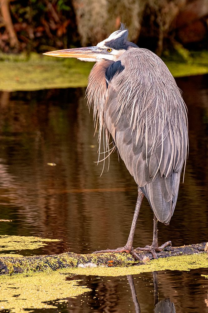 Great Blue Heron-Lakeland-Florida art print by George and Marilu Theodore for $57.95 CAD