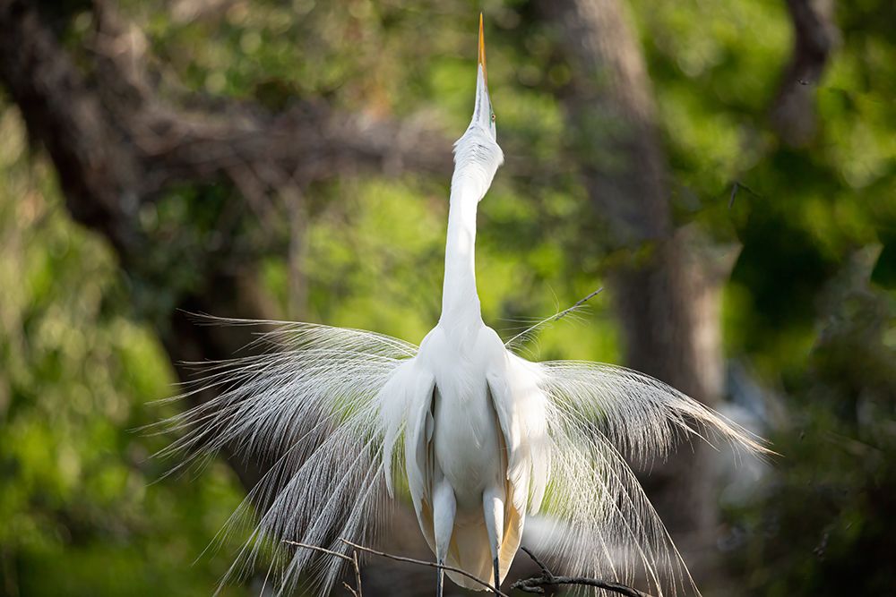 USA-Florida-St Augustine Egret displaying breeding plumage art print by Joanne Wells for $57.95 CAD