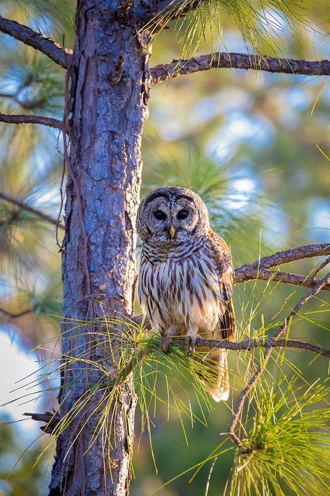 A camouflaged barred owl perches among tree branches during the day art print by Larry Richardson for $57.95 CAD