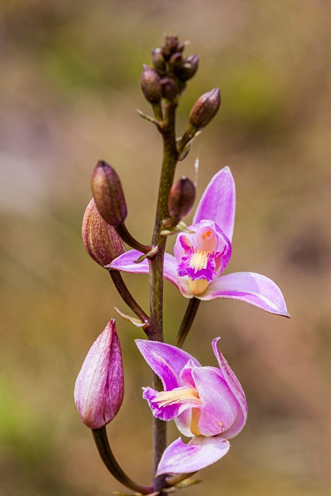 Pine Pink orchid in bloom art print by Larry Richardson for $57.95 CAD