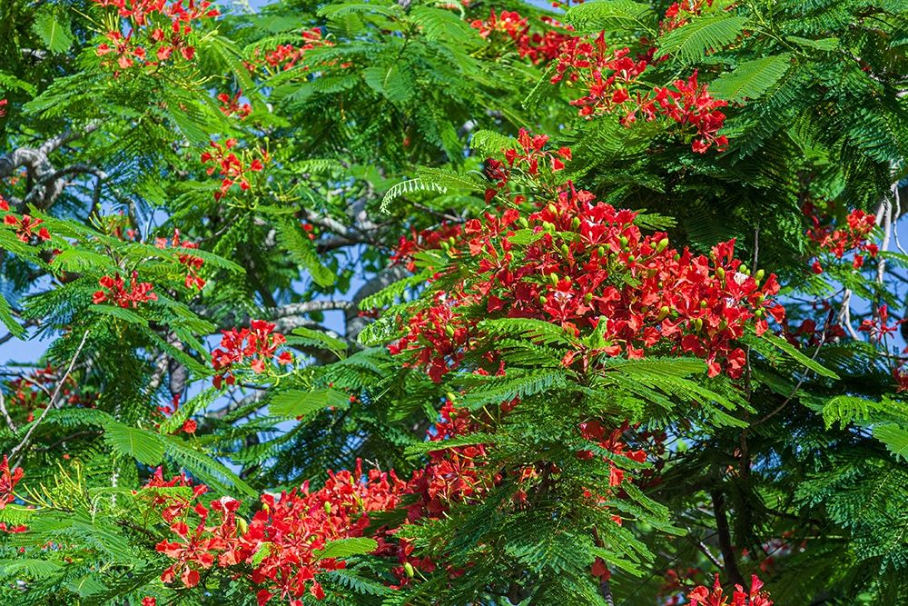 Royal Poinciana tree produces beautiful red flowers art print by Larry Richardson for $57.95 CAD