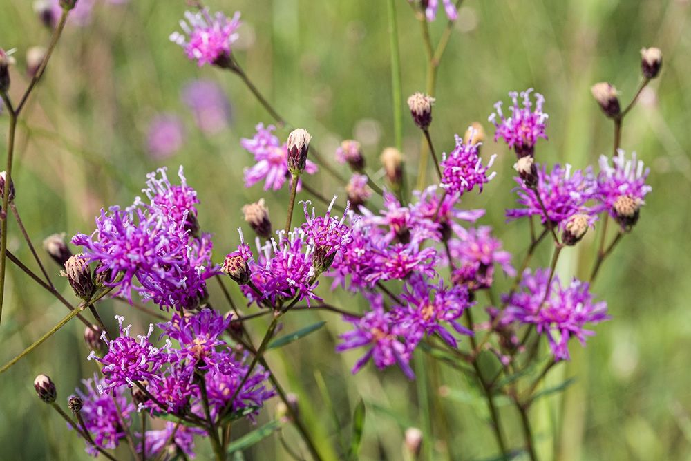 Florida ironweed art print by Larry Richardson for $57.95 CAD