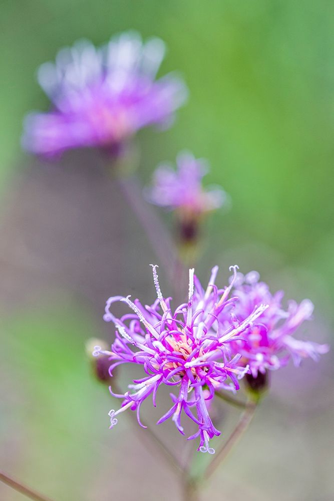 Florida ironweed art print by Larry Richardson for $57.95 CAD