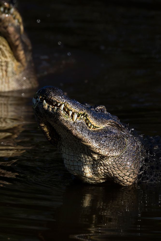 American alligators rise out of the water as a breeding display art print by Larry Richardson for $57.95 CAD