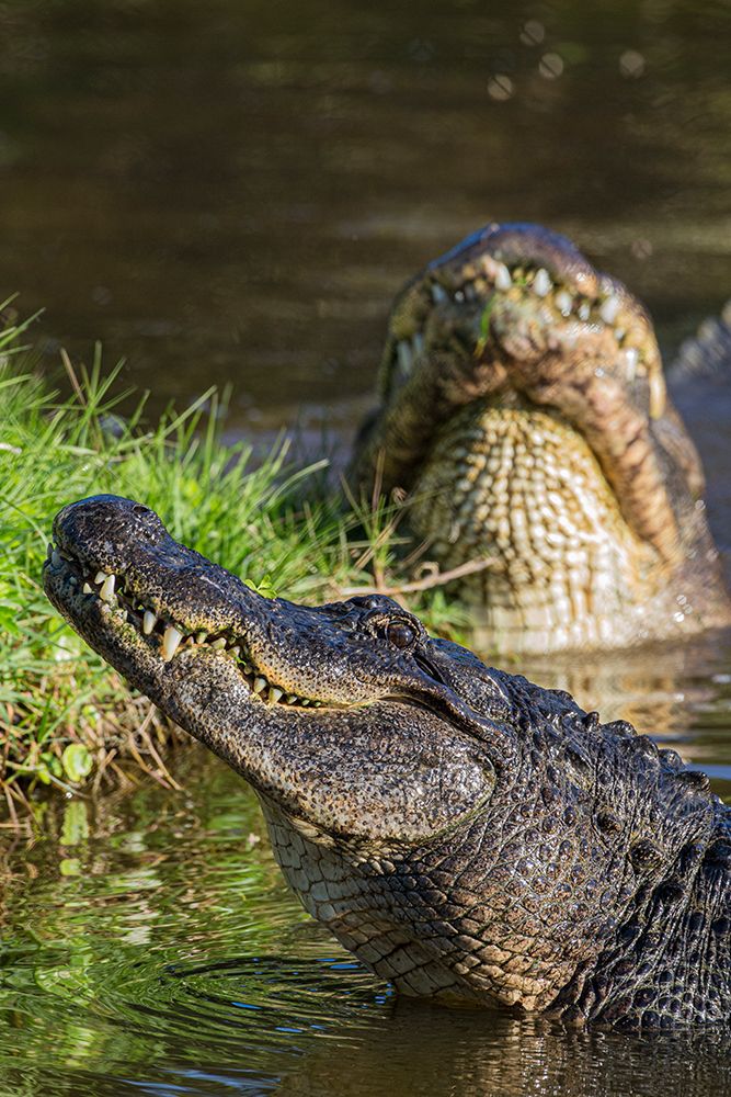 American alligators rise out of the water as a breeding display art print by Larry Richardson for $57.95 CAD