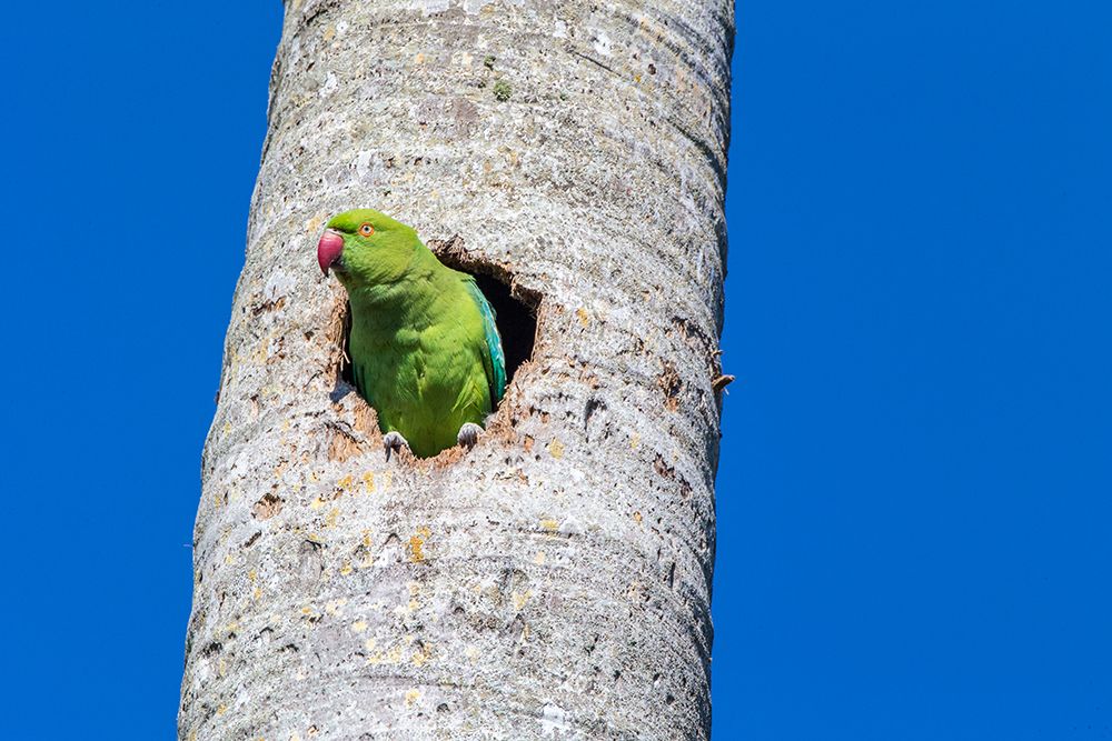 A rose-ringed parakeet observes from its cavity nest in a royal palm tree art print by Larry Richardson for $57.95 CAD