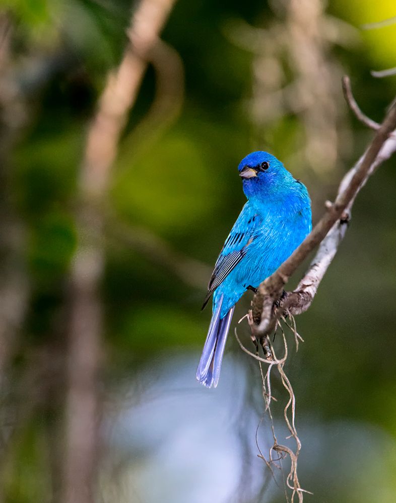A perched male indigo bunting art print by Larry Richardson for $57.95 CAD