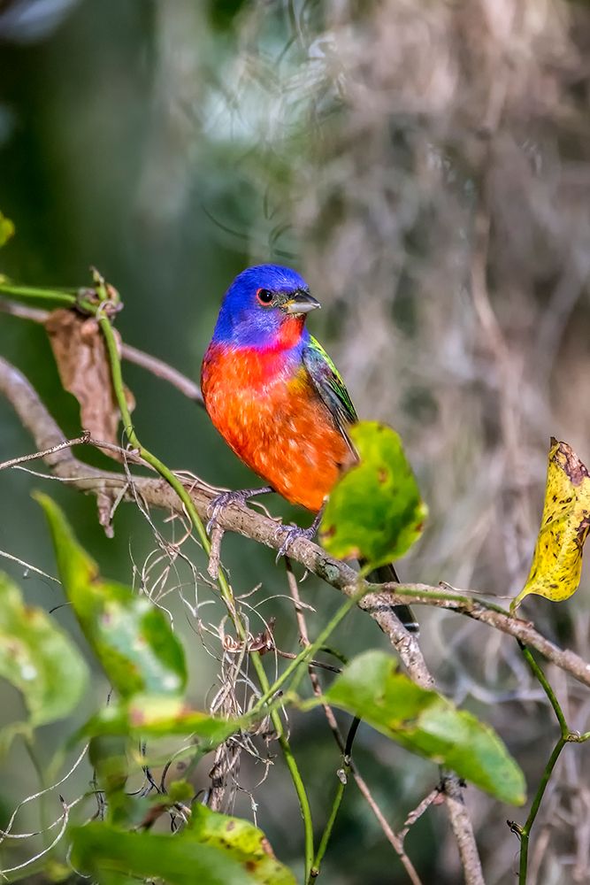 A male painted bunting perched art print by Larry Richardson for $57.95 CAD
