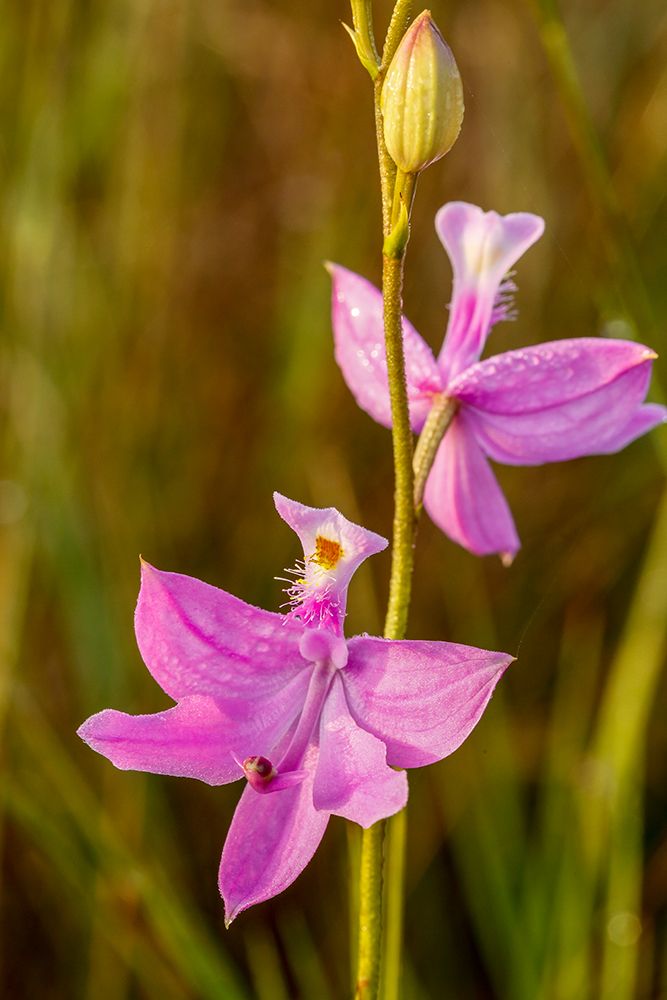 A grass pink orchid in south Florida art print by Larry Richardson for $57.95 CAD