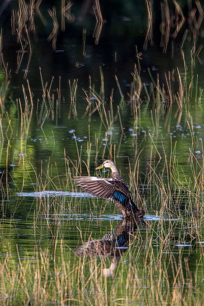 A Florida duck displays in a south Florida marsh art print by Larry Richardson for $57.95 CAD