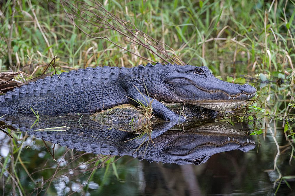 A basking American alligator in south Florida art print by Larry Richardson for $57.95 CAD