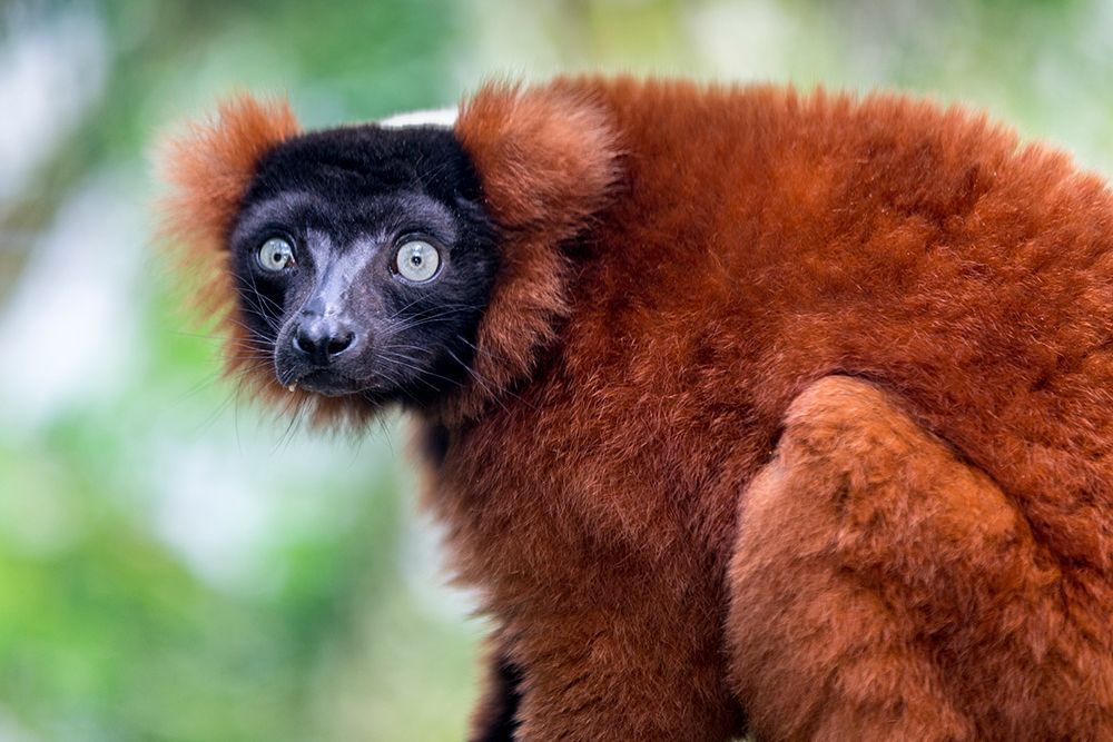 An endangered red ruffed lemur from Madagascar art print by Larry Richardson for $57.95 CAD