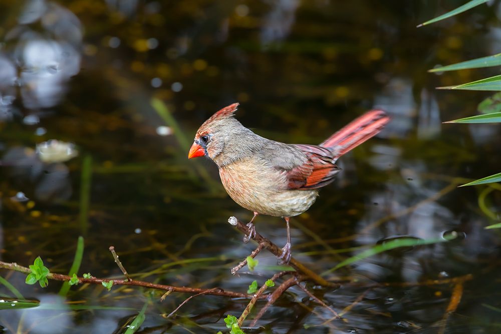 A female cardinal art print by Larry Richardson for $57.95 CAD