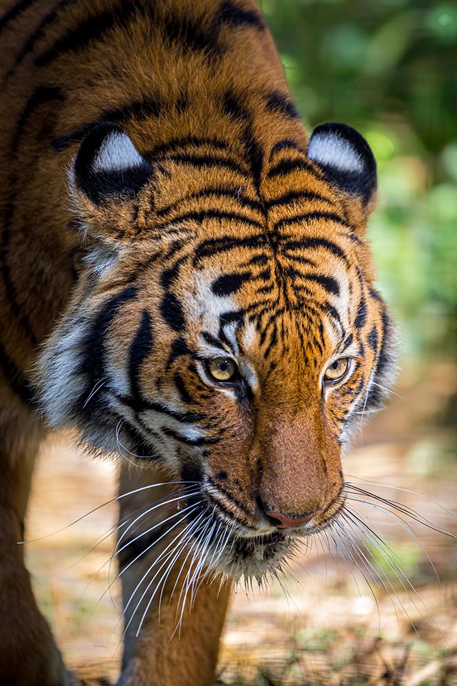 A Malayan tiger has penetrating eyes art print by Larry Richardson for $57.95 CAD