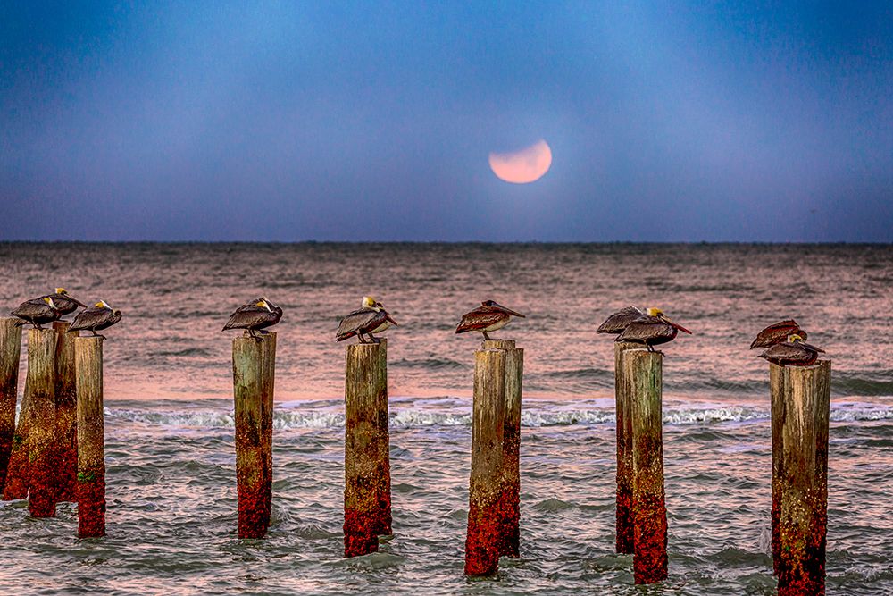 Brown pelicans rest on pilings off a Naples Beach during an eclipse of the moon art print by Larry Richardson for $57.95 CAD