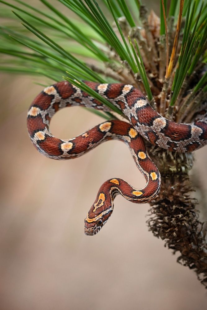 Corn Snake in long-leaf pine A docile non-venomous snake found throughout Florida  art print by Maresa Pryor for $57.95 CAD