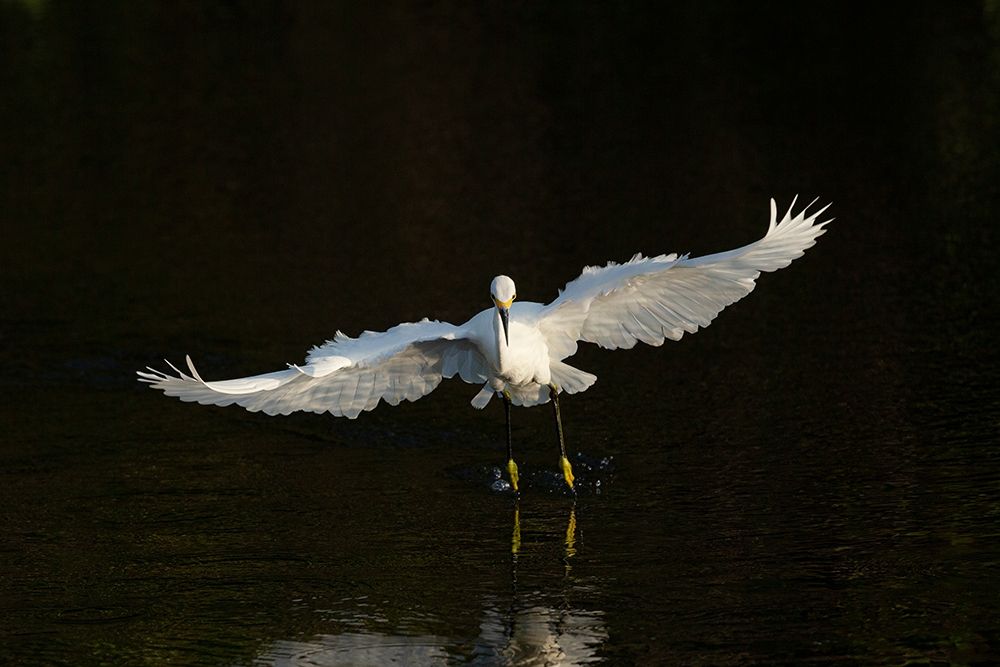 Snowy egret hunting-Green Cay Wetlands-Florida art print by Maresa Pryor for $57.95 CAD