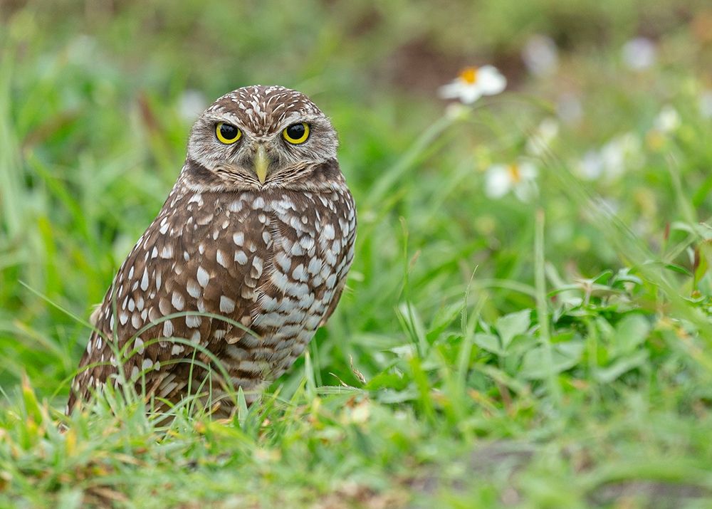 Burrowing owl-Athene cunicularia-Florida art print by Maresa Pryor for $57.95 CAD