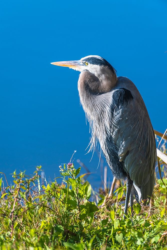 A hunched Great Blue Heron by the side of deep blue water-standing in brush art print by Sheila Haddad for $57.95 CAD