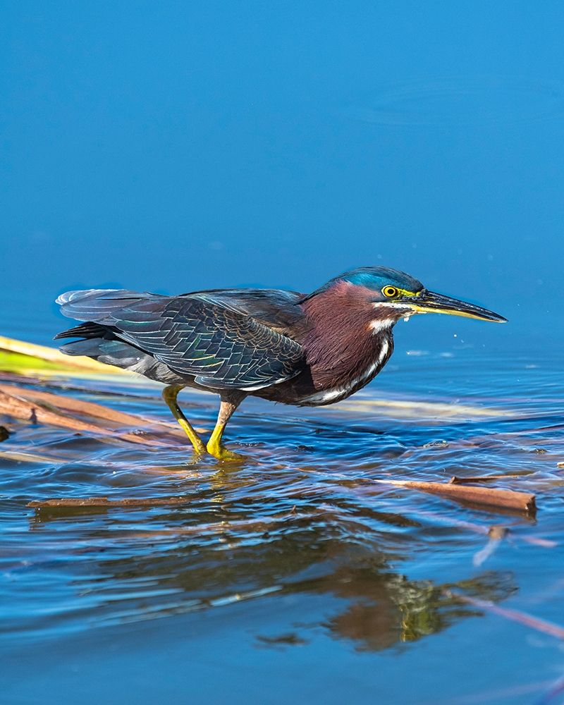 A green Heron paused as he looks for his next meal art print by Sheila Haddad for $57.95 CAD