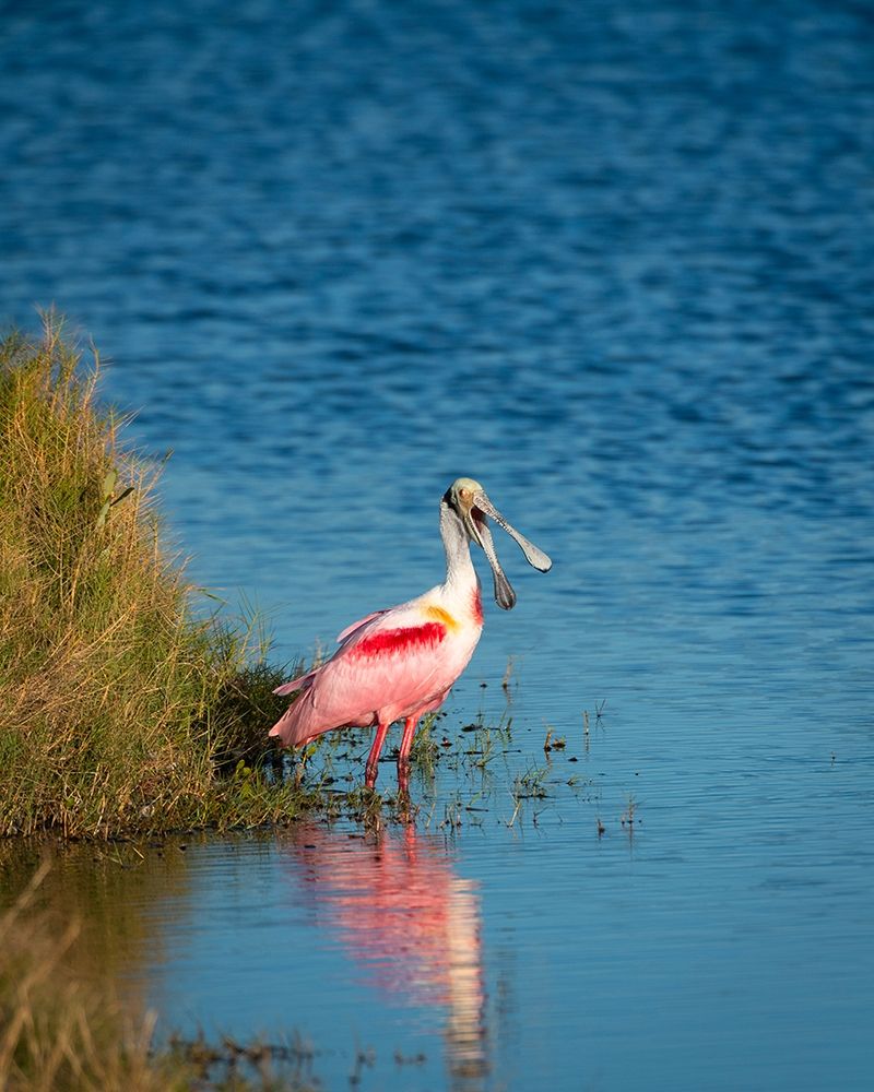 A Roseate Spoonbill standing in water calling out-sign of stress art print by Sheila Haddad for $57.95 CAD