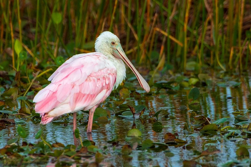 A Roseate Spoonbill standing in water in Orlando Wetlands-Florida art print by Sheila Haddad for $57.95 CAD