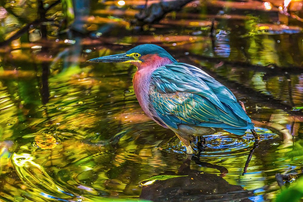 Colorful green heron fishing-Florida art print by William Perry for $57.95 CAD