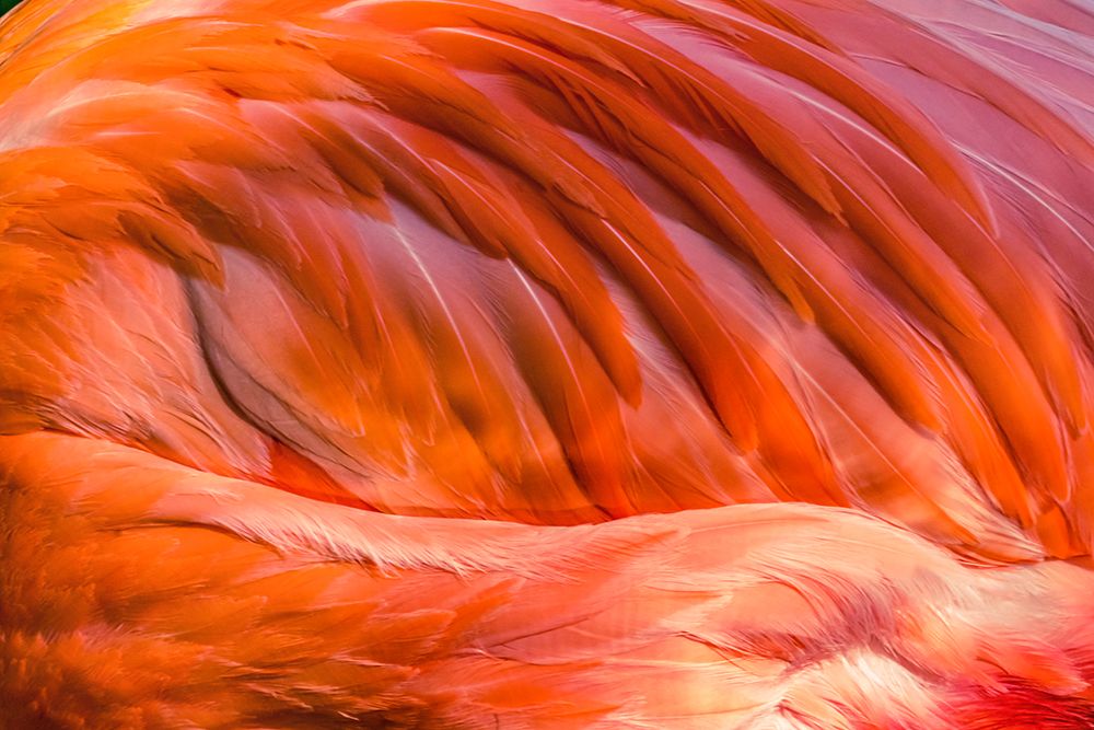 Colorful orange Pink Feathers American Caribbean Flamingo-Florida art print by William Perry for $57.95 CAD