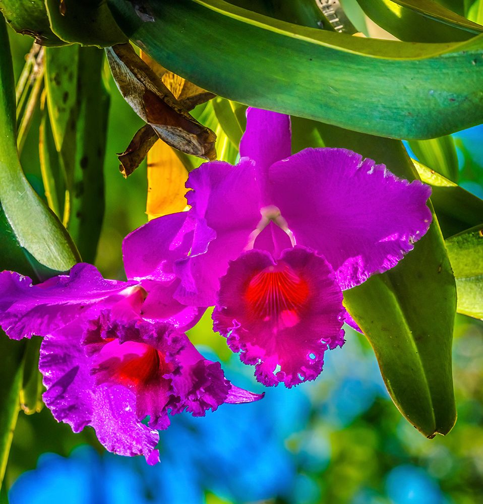 Tropical flowers-Florida art print by William Perry for $57.95 CAD