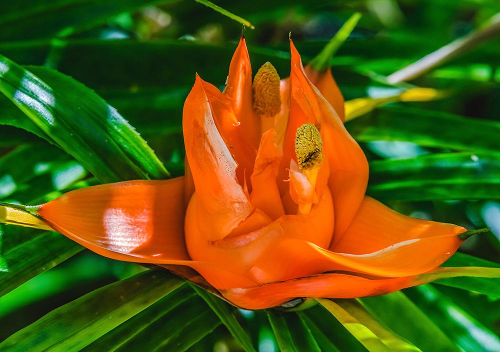 Colorful orange flower-Florida-Pandanus produces and edible fruit art print by William Perry for $57.95 CAD