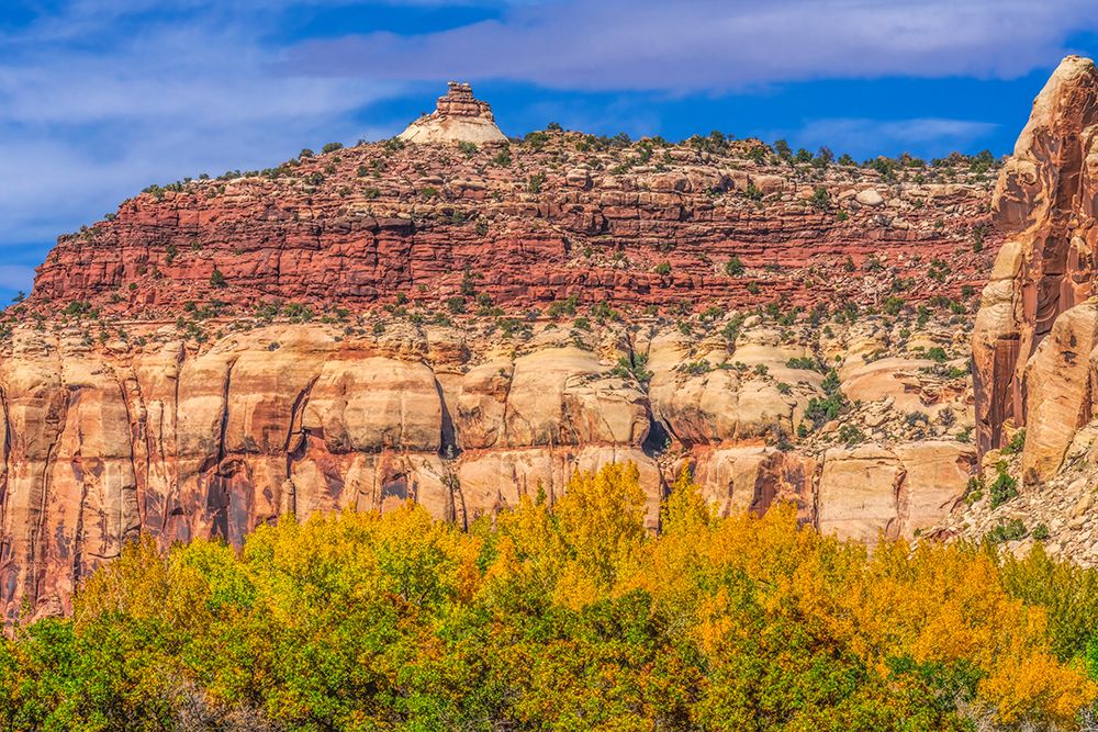 Colorful yellow cottonwood trees White Red Mountain Autumn-Canyonlands National Park-Needles Distri art print by William Perry for $57.95 CAD
