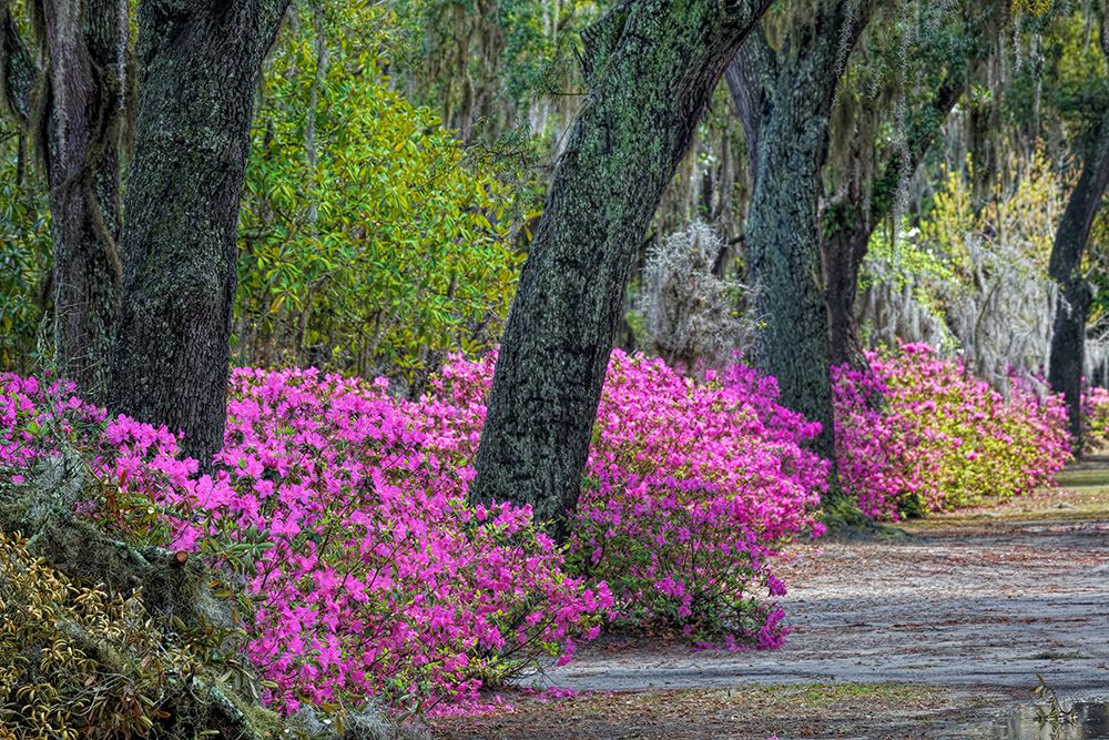 Rural road with azaleas and live oaks lining roadway-Bonaventure Cemetery-Savannah-Georgia art print by Adam Jones for $57.95 CAD