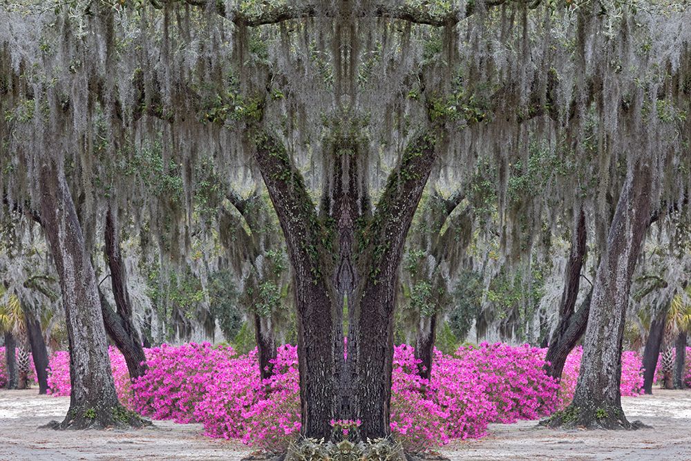 Live oak trees draped in Spanish moss and azaleas in full bloom in spring-Bonaventure Cemetery art print by Adam Jones for $57.95 CAD