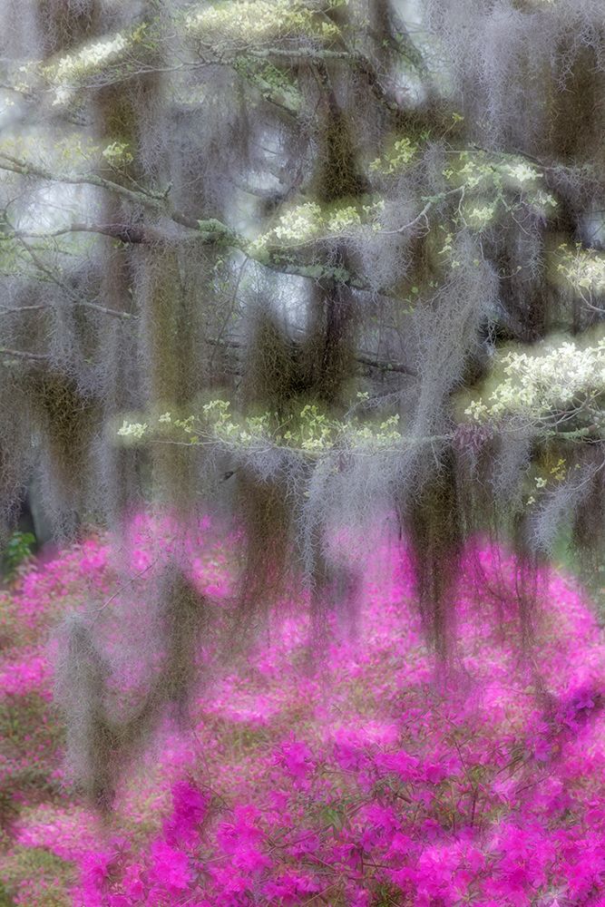Soft focus view of flowering dogwood trees and azaleas in full bloom in spring-Bonaventure Cemetery art print by Adam Jones for $57.95 CAD